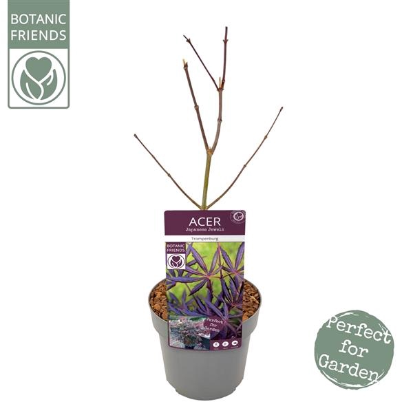 <h4>Acer palm. 'Trompenburg'</h4>
