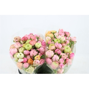 Ran Elegance Pastel Pink