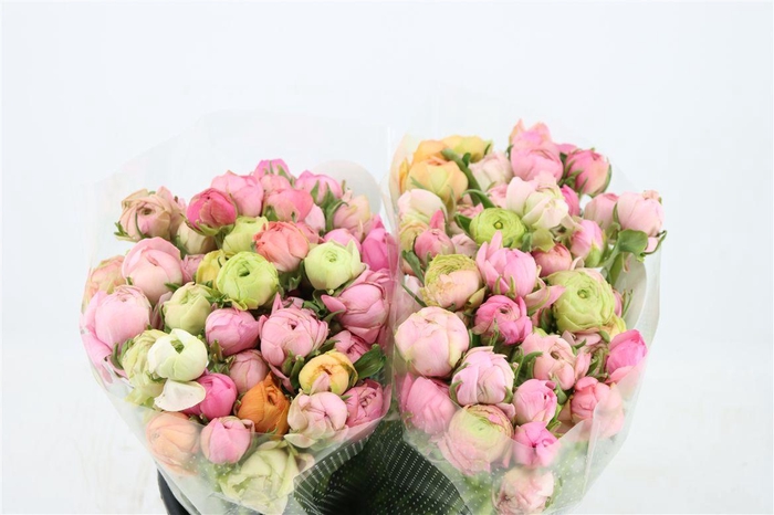 <h4>Ran Elegance Pastel Pink</h4>