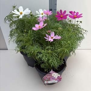 Cosmos bipinnatus