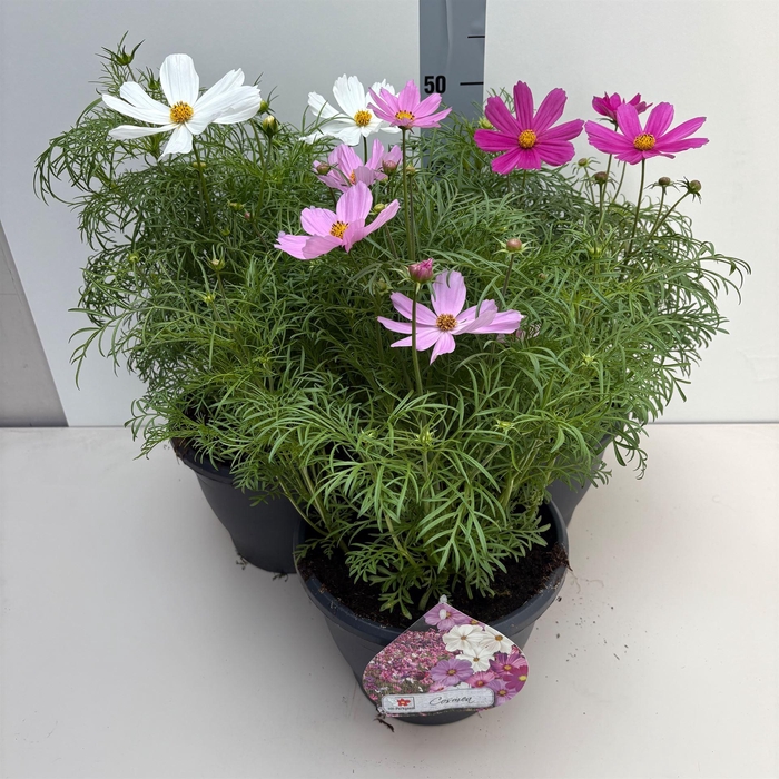 <h4>Cosmos bipinnatus</h4>