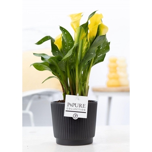 Zantedeschia yellow in P&PURE Liv ceramics matt black