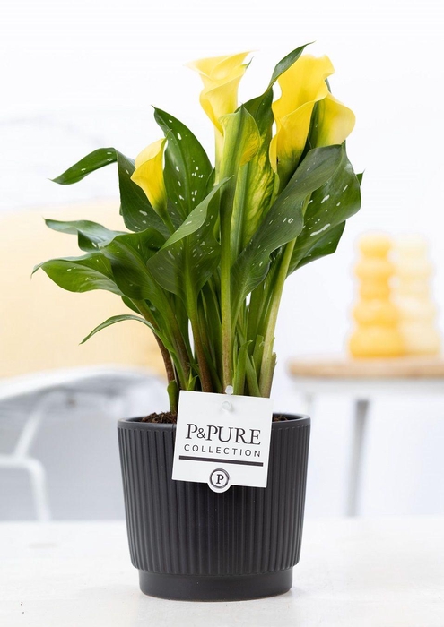 <h4>Zantedeschia yellow in P&PURE Liv ceramics matt black</h4>