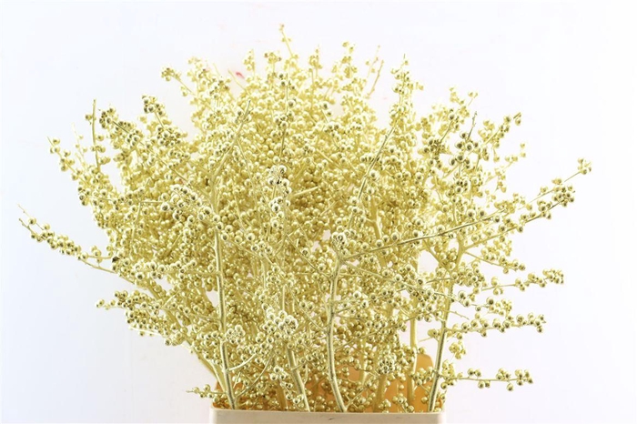 <h4>Ilex Klbh Gold Stem</h4>