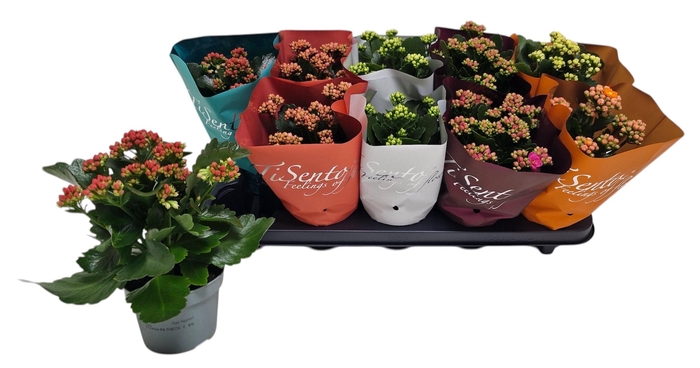 <h4>KAL GE GEM 5 KL</h4>