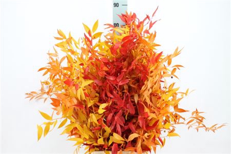 Ruscus Preserved Autum Mix