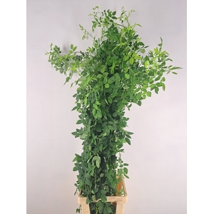 R GR WILDROSES