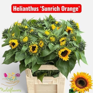 HELI SUNRICH ORANGE
