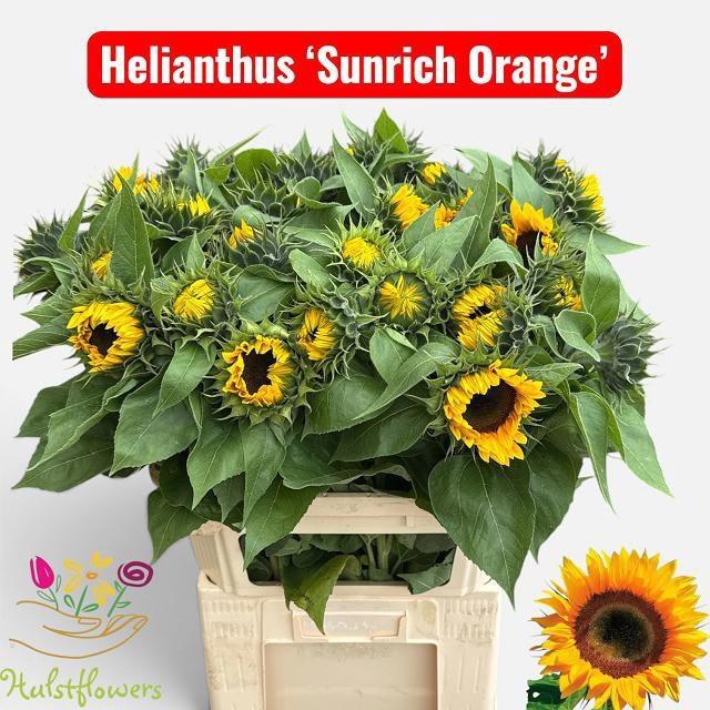 <h4>HELI SUNRICH ORANGE</h4>