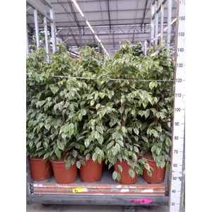 Ficus benja. 'Golden King'