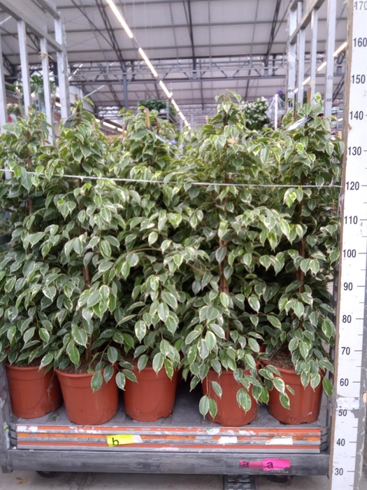 <h4>Ficus benja. 'Golden King'</h4>