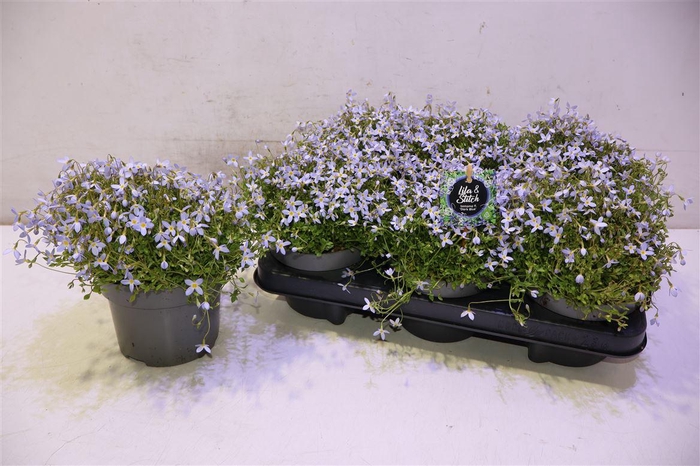 <h4>arr8 Houst Caerulea</h4>