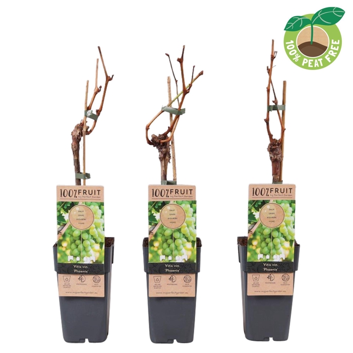 Vitis Phoenix