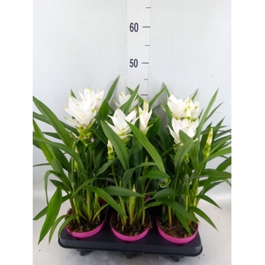 Curcuma alism. 'Siam Sisto'