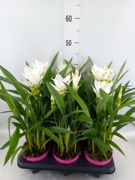 <h4>Curcuma alism. 'Siam Sisto'</h4>