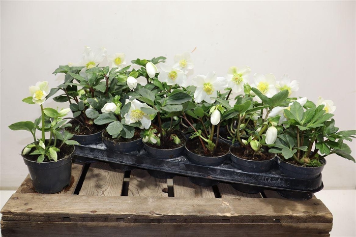 <h4>Hell Ni Little Star</h4>