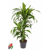 Dracaena fragrans 'Hawaiian Sunshine' (toef)