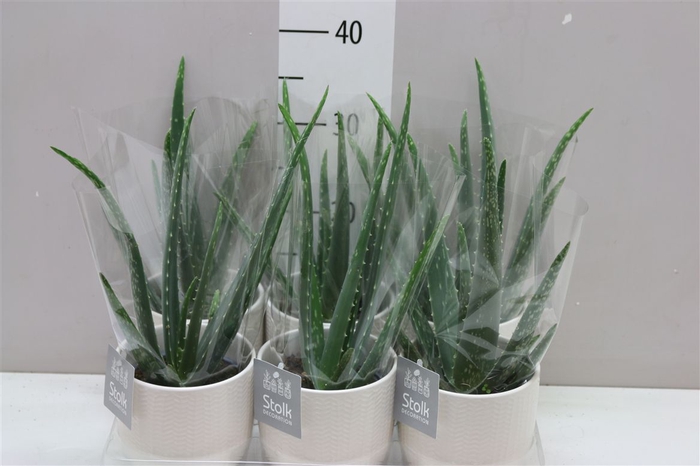 <h4>Aloe Vera Liv Keramiek</h4>