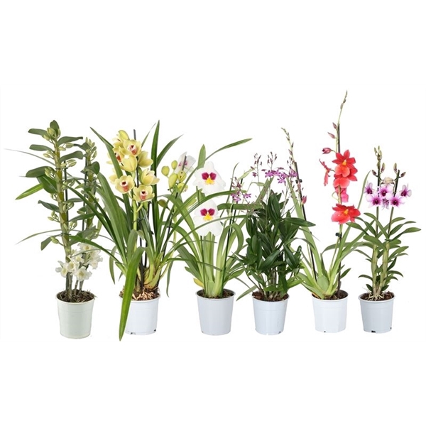 <h4>Orchideeen mix 2T</h4>