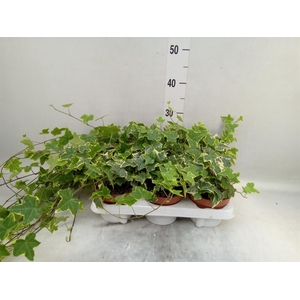 Hedera helix ...mix varie yello