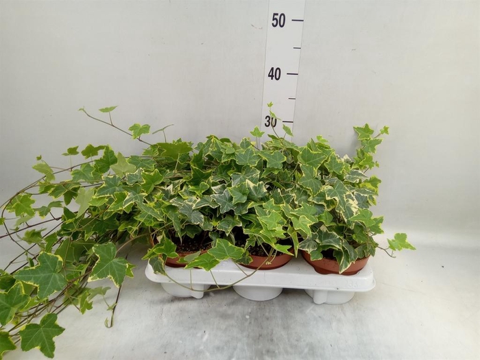 <h4>Hedera helix ...mix varie yello</h4>