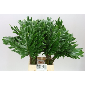 Philodendron Xanadu
