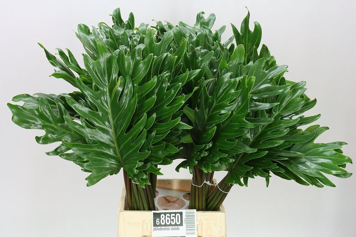 Philodendron Xanadu