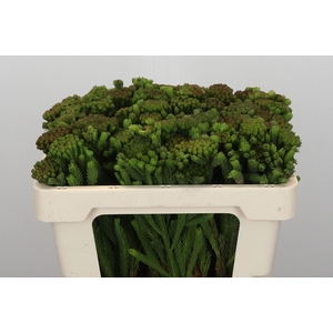 Kaaps Groen Albigreen