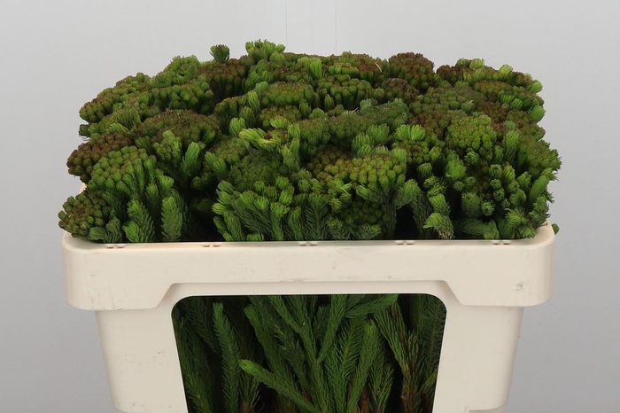 <h4>Kaaps Groen Albigreen</h4>