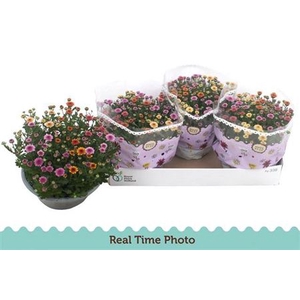 CHRY JELLYFIS GEM IP