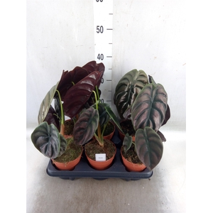 Alocasia cuprea 'Red Secret'