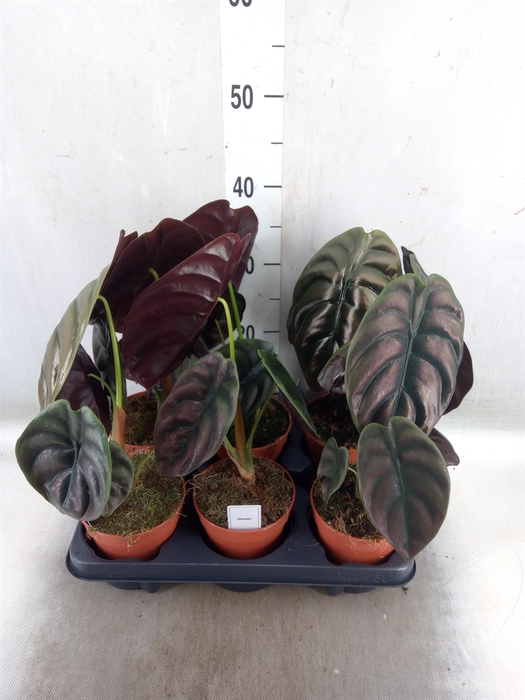 <h4>Alocasia cuprea 'Red Secret'</h4>