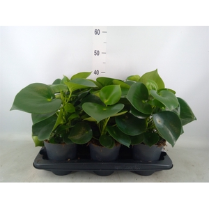 Peperomia polybotrya 'Raindrop'