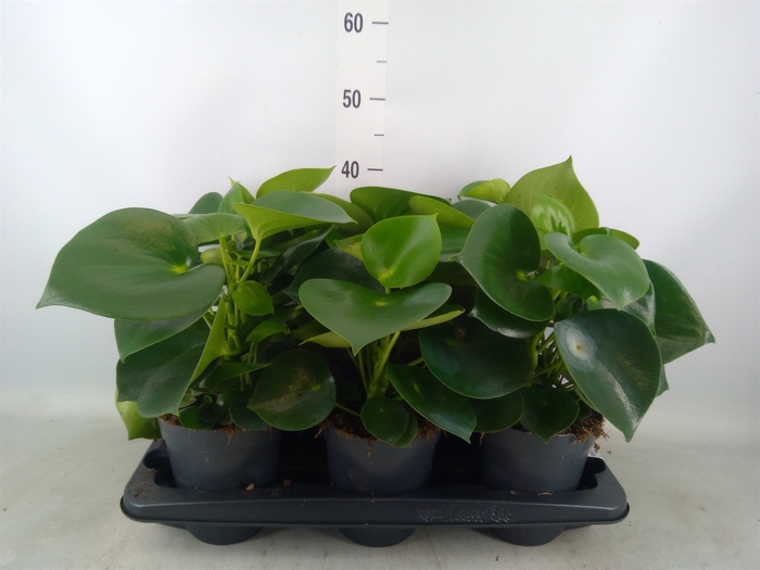 <h4>Peperomia polybotrya 'Raindrop'</h4>