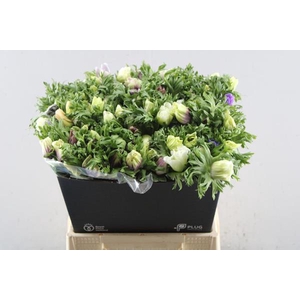 Anem Co Marianne Gem