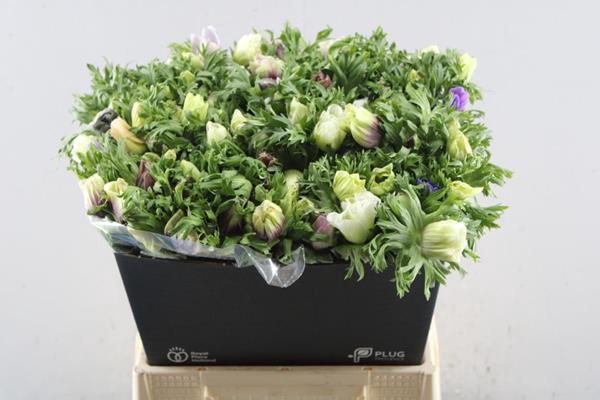 <h4>Anem Co Marianne Gem</h4>