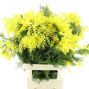 ACACIA BAILEYA BL BS