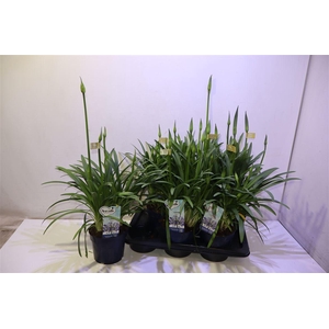 Agapa Amourette Superb Blauw