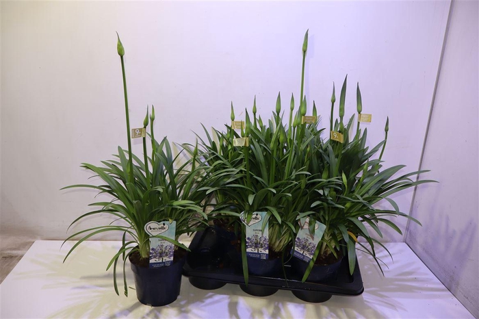 <h4>Agapa Amourette Superb Blauw</h4>