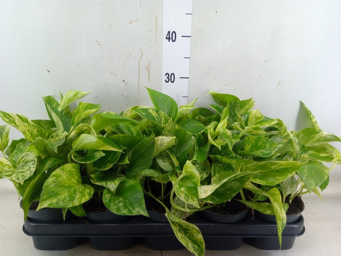 <h4>Epipremnum pinn. 'Marble Queen'</h4>