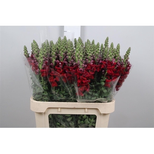 Antir Antibes Red