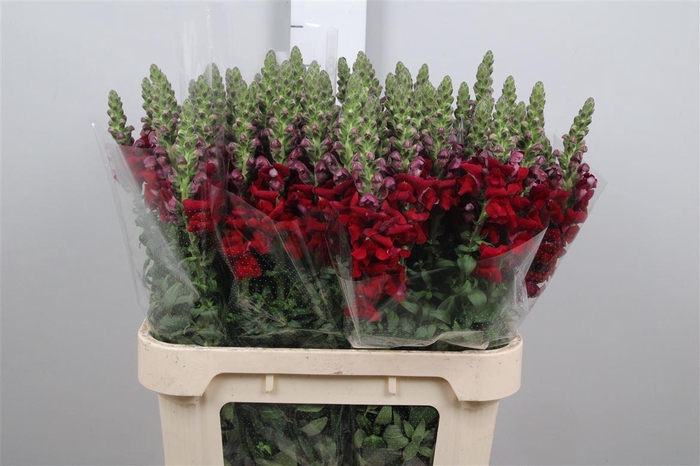 <h4>Antir Antibes Red</h4>