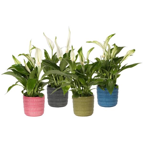 <h4>KP-823.2 - Spathphyllum 7cm in pot stripes</h4>