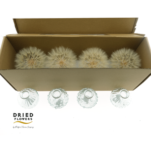 Dried Bleached Dandelion + 4 Vases