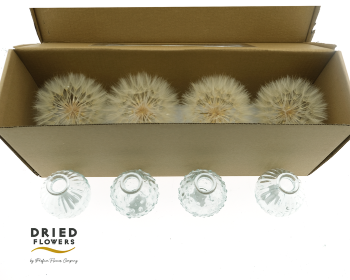 <h4>Dried Bleached Dandelion + 4 Vases</h4>