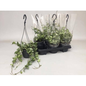 Hoya Krohniana Eskimo 14Ø 25cm