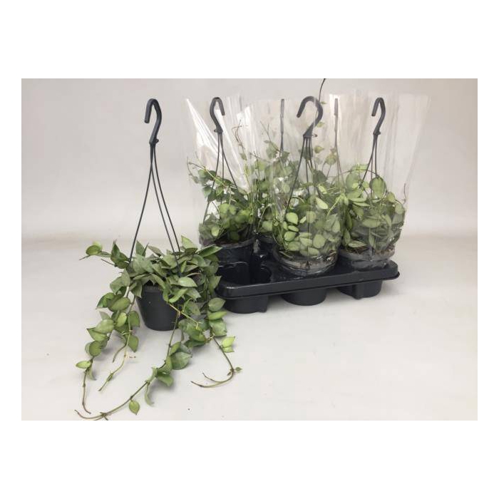 <h4>Hoya Krohniana Eskimo 14Ø 25cm</h4>