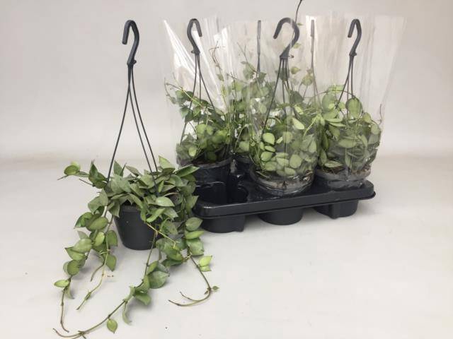 Hoya Krohniana Eskimo 14Ø 25cm