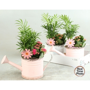 ARR INSIDE WATERING CAN X3