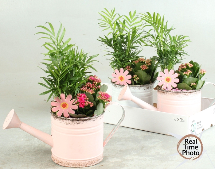 <h4>ARR KAMERPL</h4>